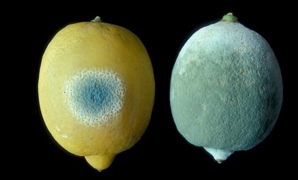 penicilium-citrinum Penicilium citrinum